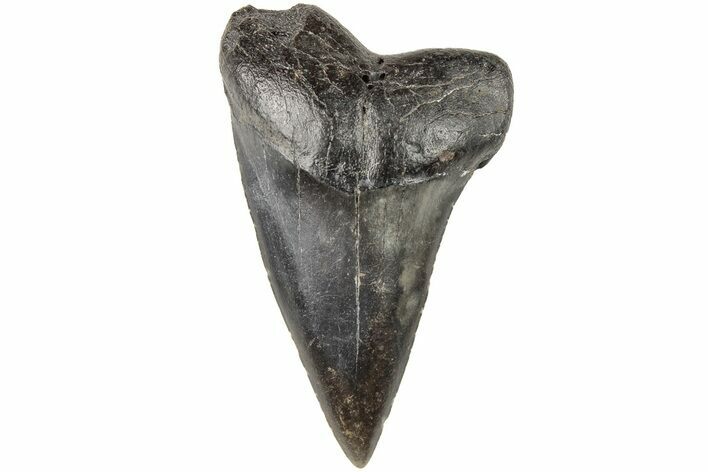 Fossil Broad-Toothed Mako Tooth - South Carolina #204772